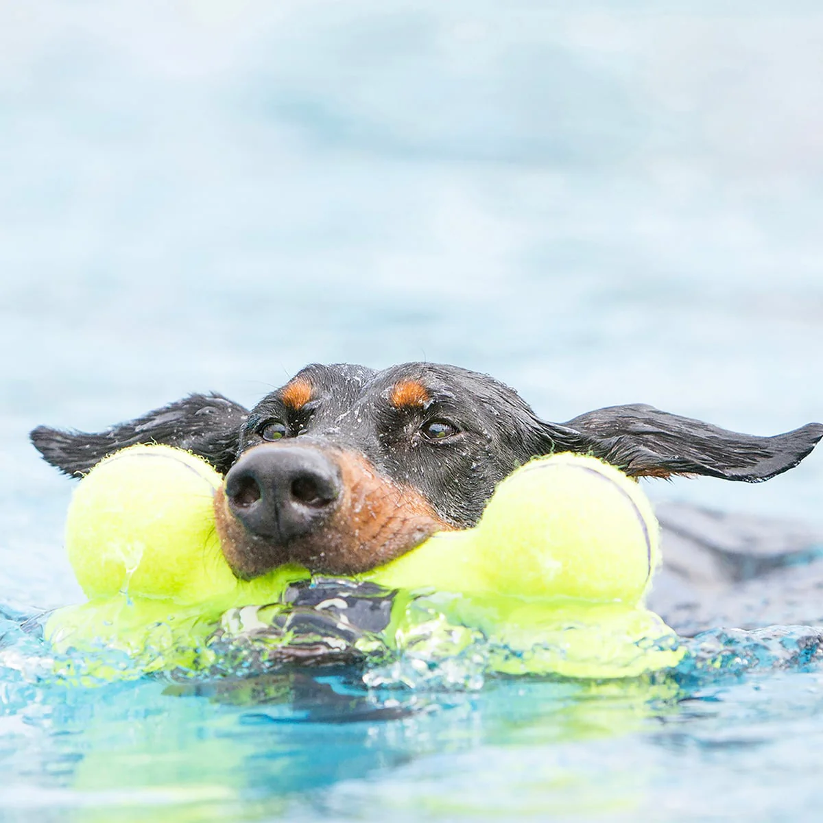 KONG AirDog Squeaker Bone - Medium - Image 4