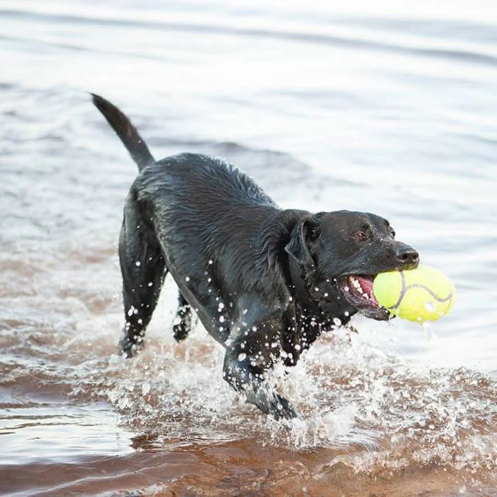 Kong Airdog® Squeaker Football - Small - Image 3