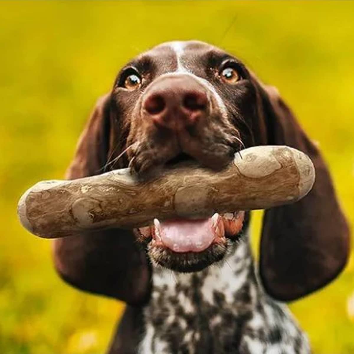 goodWood Chewable Wood Stick For Dogs Medium - Image 2