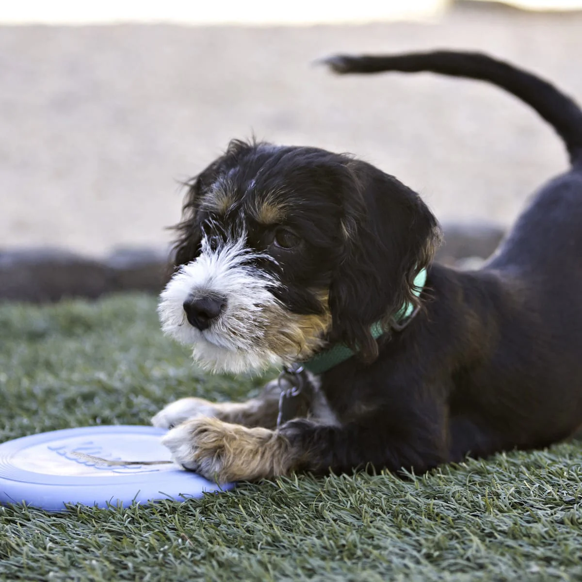 Kong Puppy Flyer - Image 3