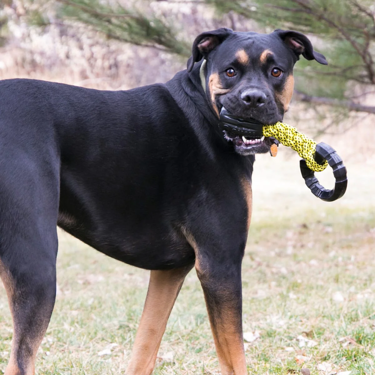 Kong Jaxx Braided Tug - Image 3