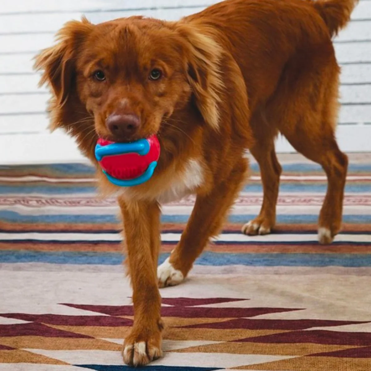 KONG Jaxx Brights Ball with Rope Assorted - Medium - Image 4