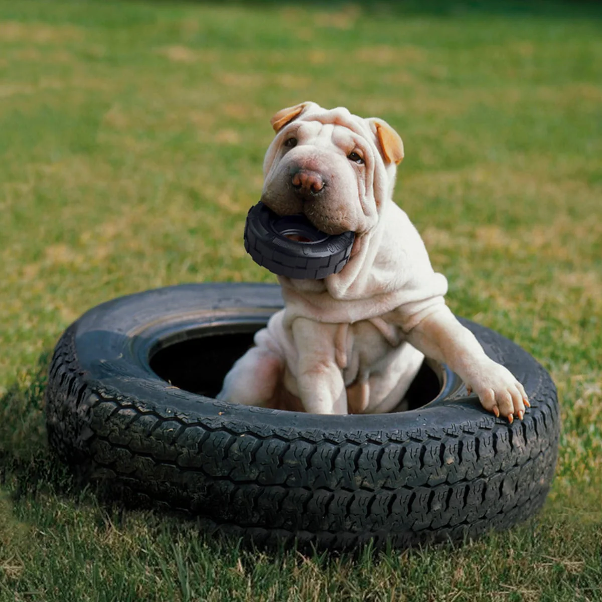 KONG Extreme Tires - M/L - Image 4