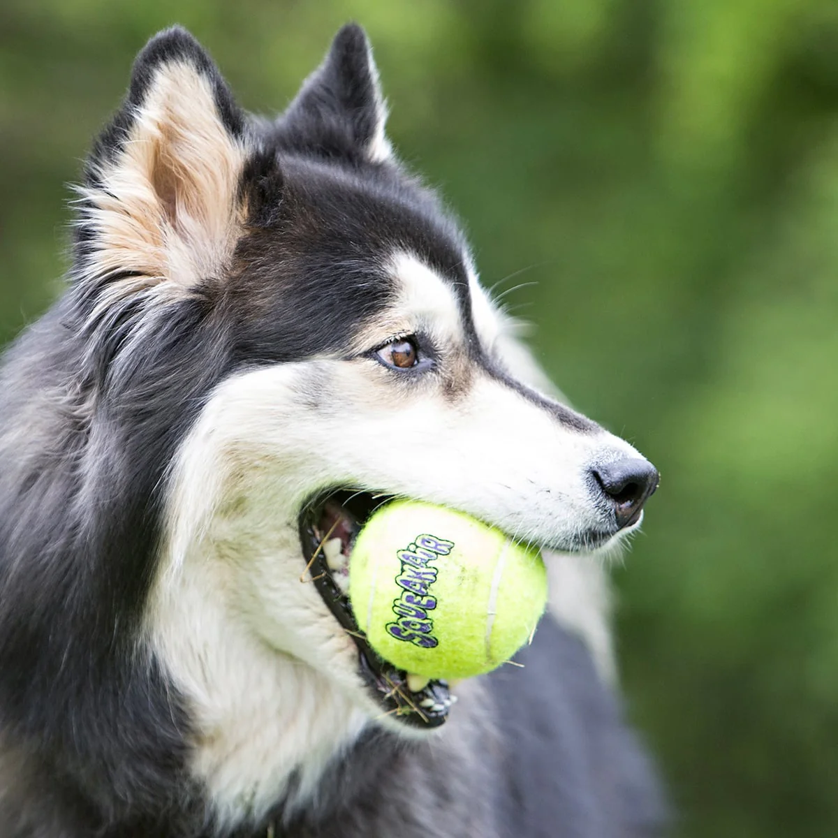 KONG SqueakAir® Ball with Rope - Image 4