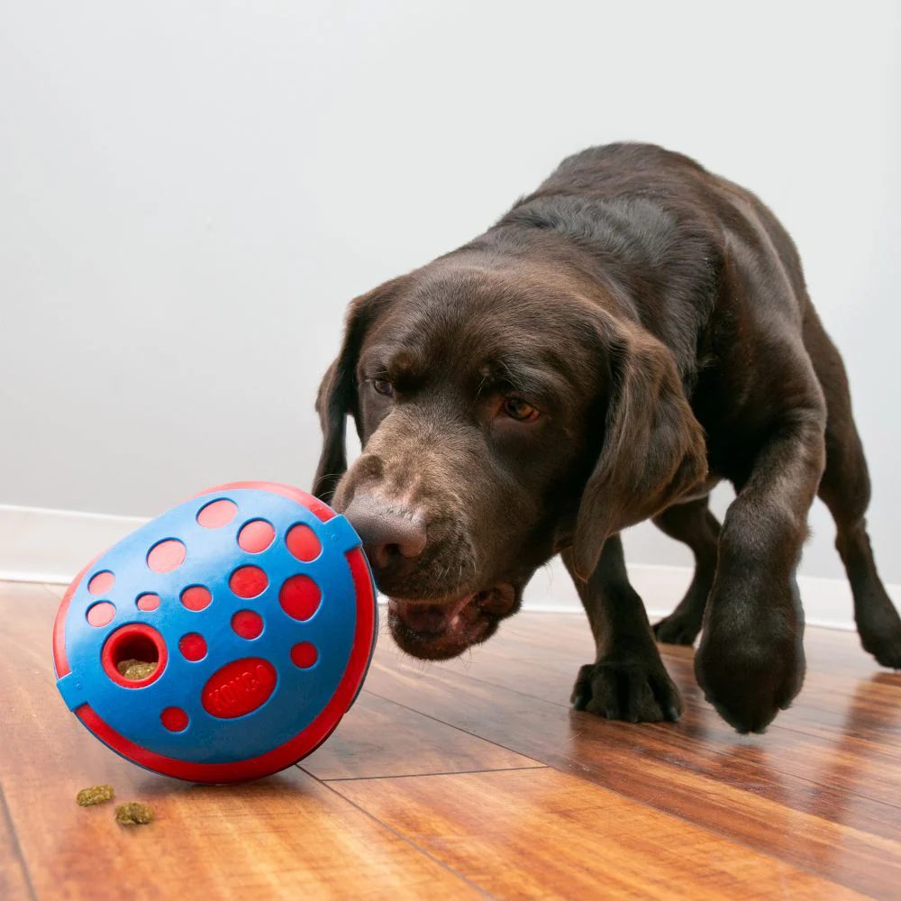 Kong Rewards Wally - Image 4